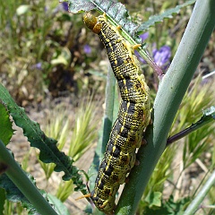 hyles lineata and camissonia californica - white lined sphinx caterpillar on california primrose hyles lineata and camissonia californica